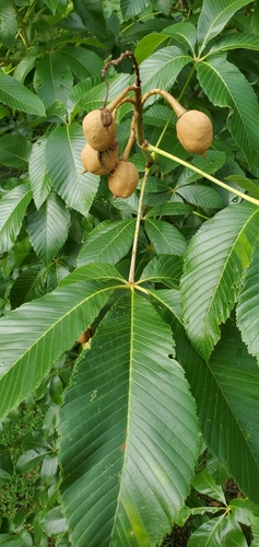Red Buckeye