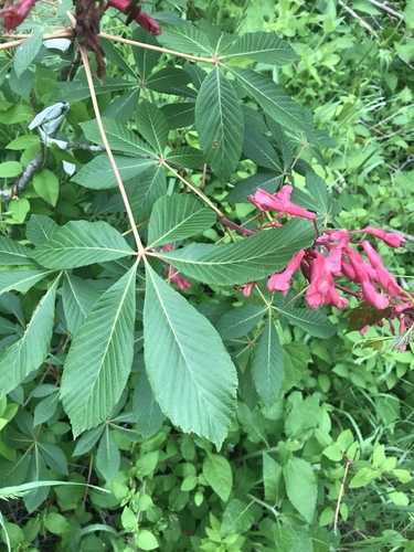 Red Buckeye