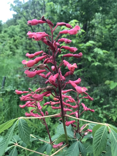Red Buckeye