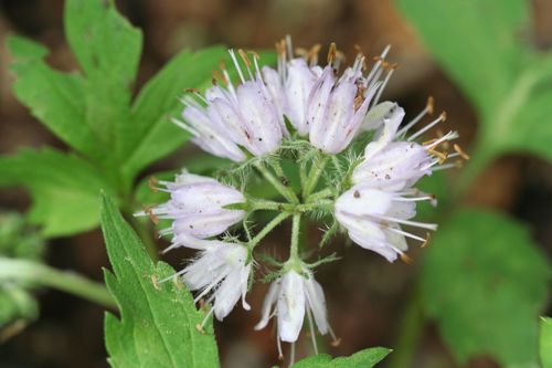 Virginia waterleaf