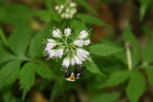 Virginia waterleaf