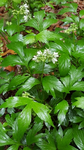 Virginia waterleaf