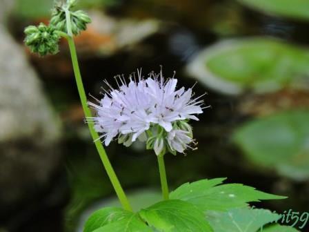 Virginia waterleaf