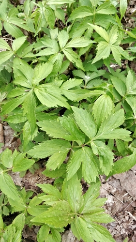 Virginia waterleaf
