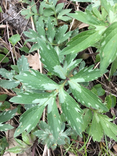 Virginia waterleaf