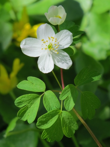 false rue anemone