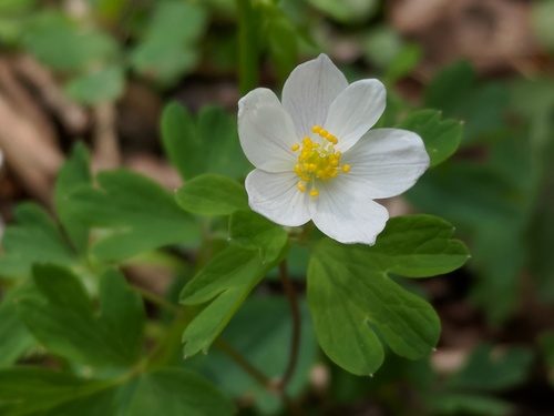 false rue anemone