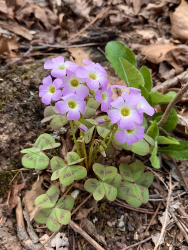 violet woodsorrel