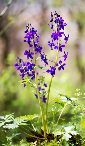 dwarf larkspur