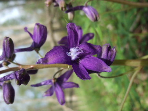 dwarf larkspur