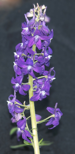 dwarf larkspur