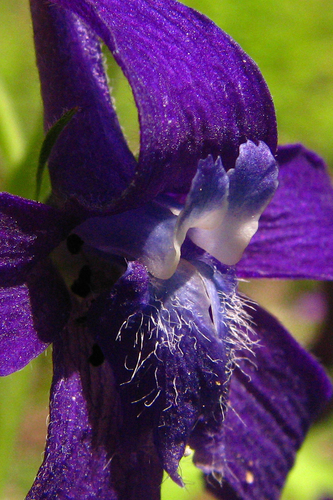 dwarf larkspur