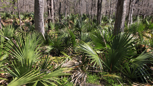 Dwarf Palmetto