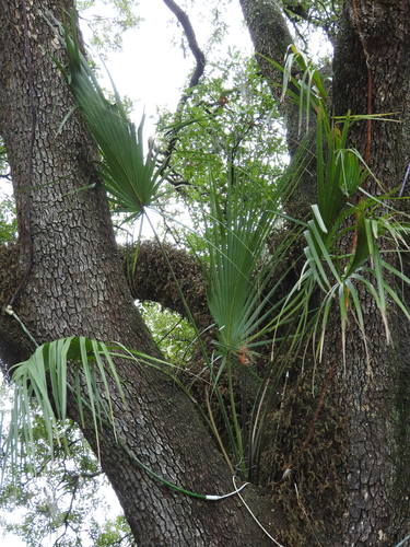Dwarf Palmetto