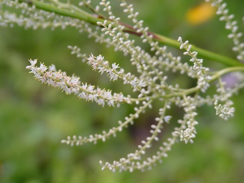 Dwarf Palmetto