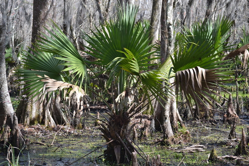 Dwarf Palmetto