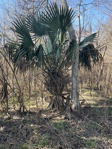 Dwarf Palmetto