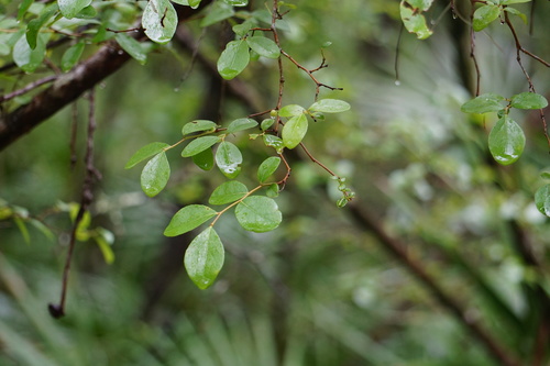 sparkleberry