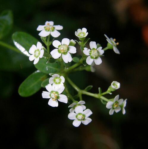 flowering spurge