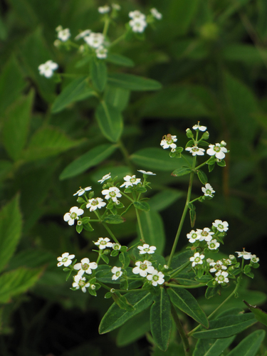 flowering spurge