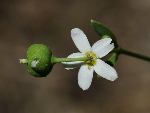 flowering spurge