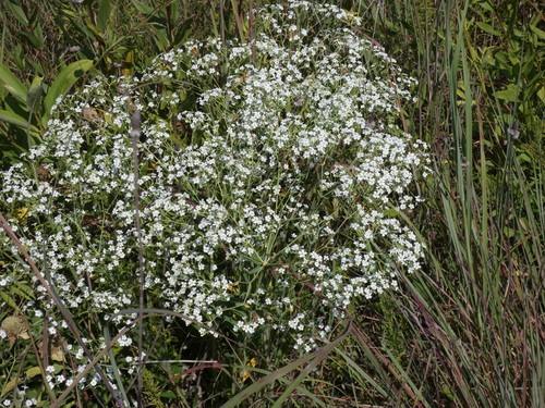 flowering spurge