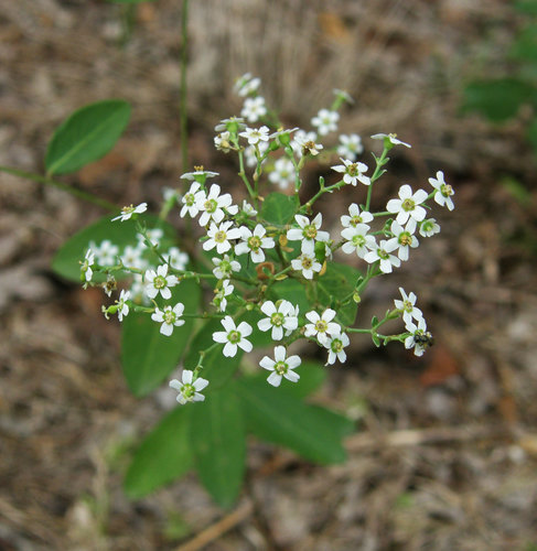 flowering spurge