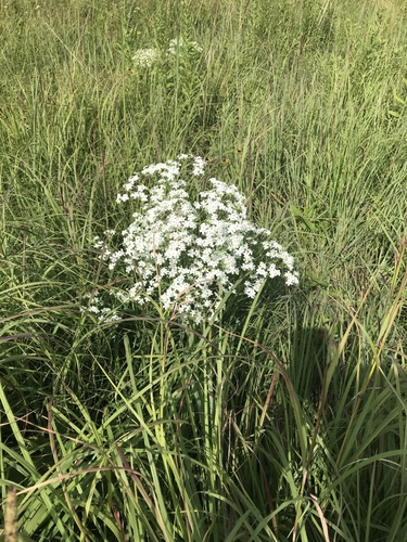 flowering spurge
