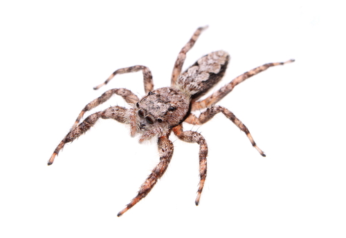 Tan Jumping Spider