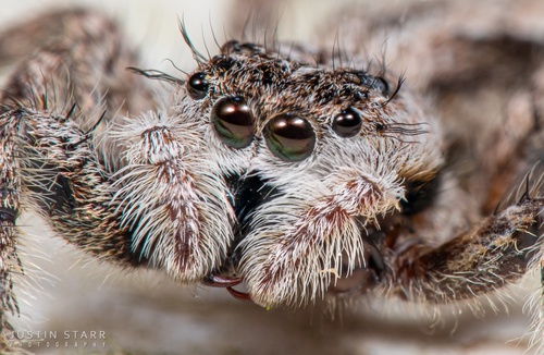 Tan Jumping Spider