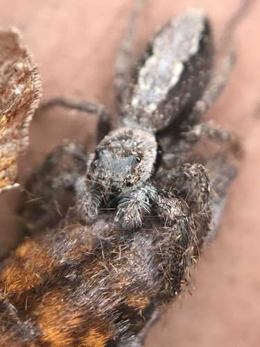 Tan Jumping Spider