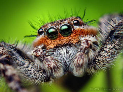 Tan Jumping Spider