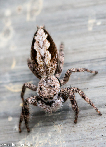 Tan Jumping Spider
