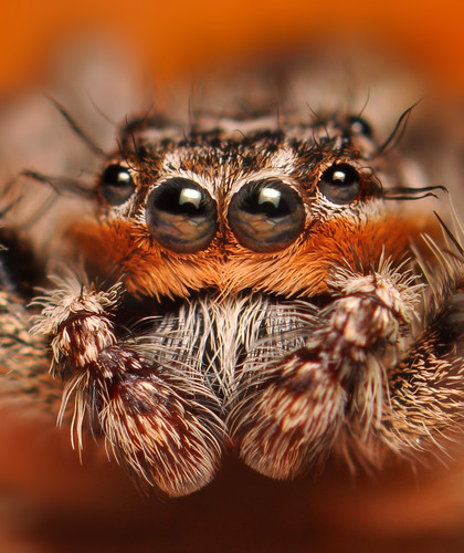Tan Jumping Spider