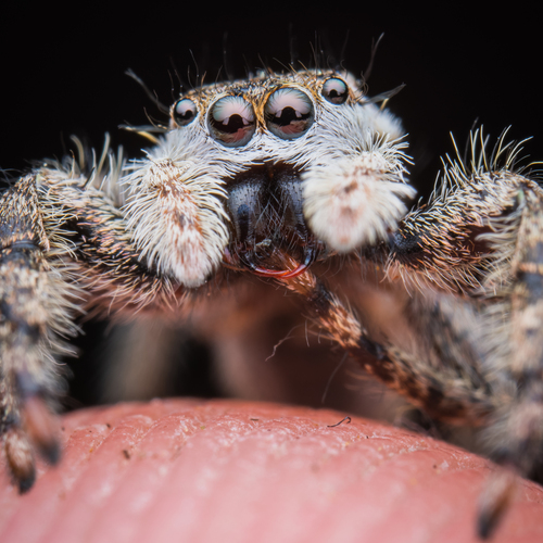 Tan Jumping Spider