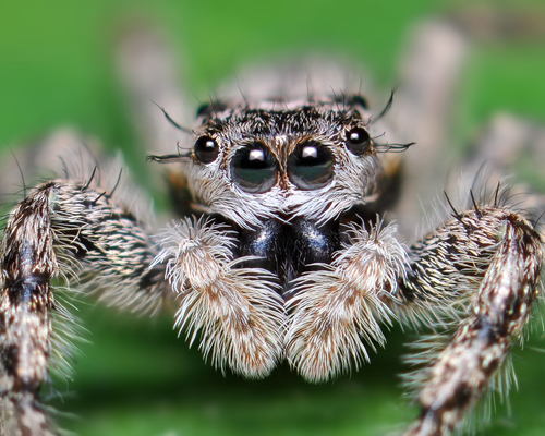 Tan Jumping Spider