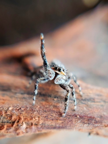 Tan Jumping Spider