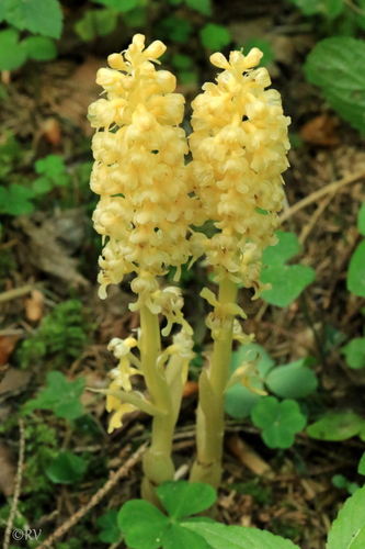 bird's-nest orchid