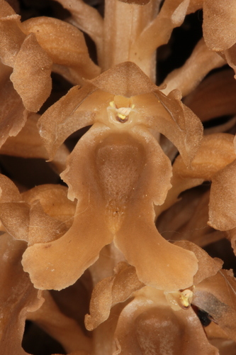 bird's-nest orchid