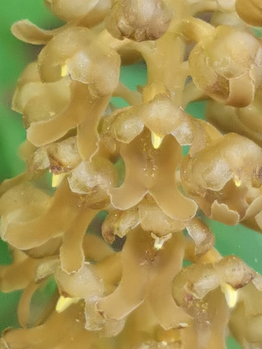 bird's-nest orchid