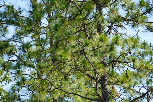 longleaf pine