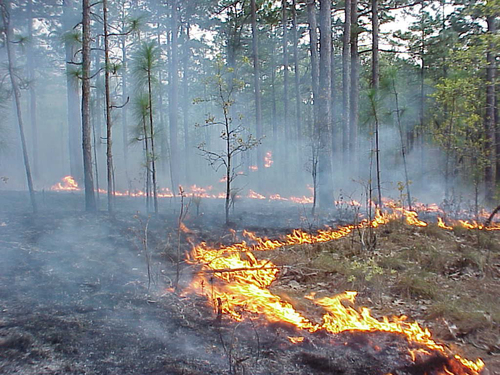 longleaf pine