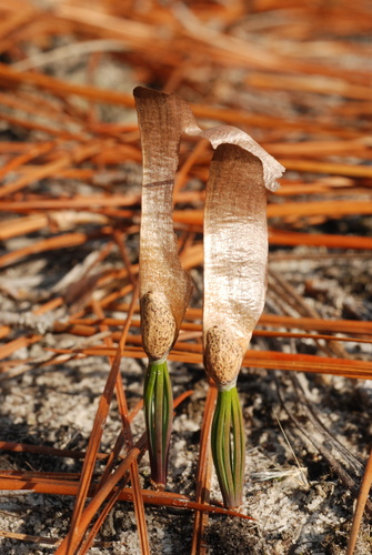 longleaf pine