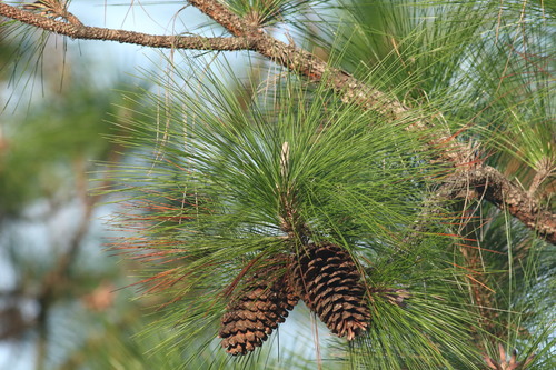 longleaf pine