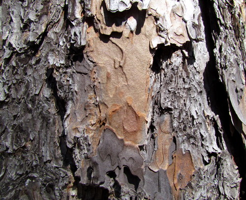 longleaf pine