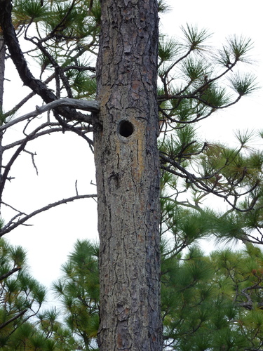 longleaf pine