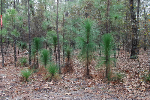 longleaf pine
