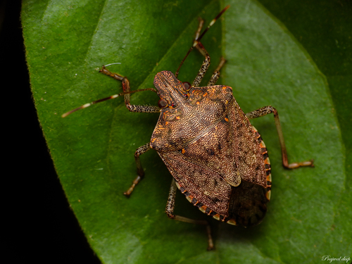 Brown Marmorated Stink Bug