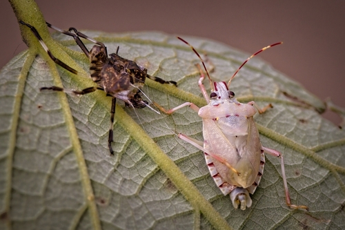 Brown Marmorated Stink Bug