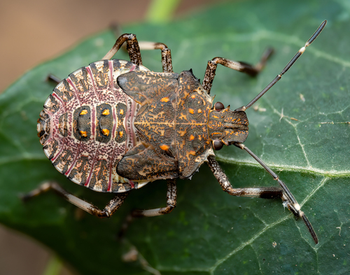 Brown Marmorated Stink Bug